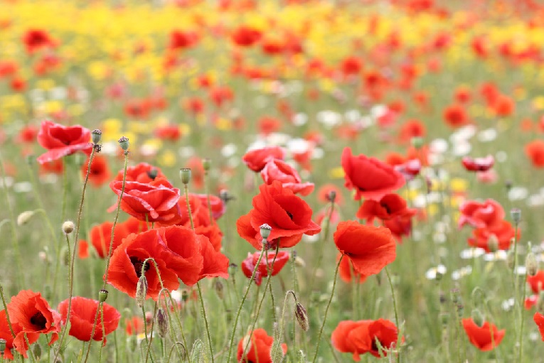 Poppies are a symbol of the Armistice of World War I. I have signed an armistice with my errors.