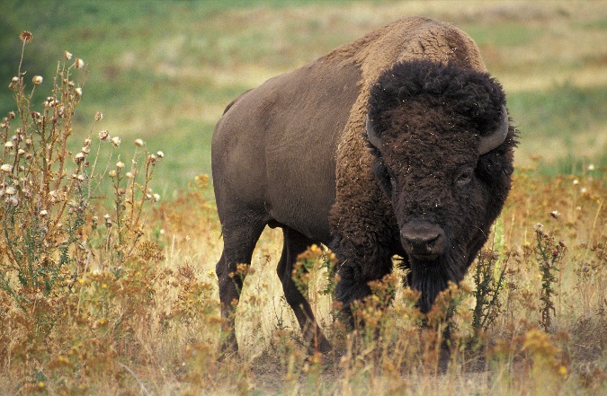 American bison. Streaming and creeping in the gathering darkness