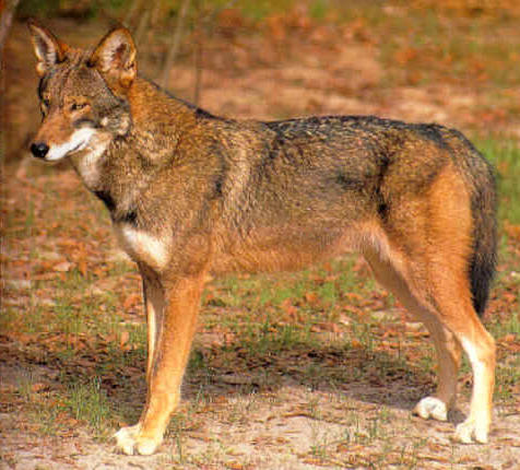 Red Wolf. Streaming and creeping in the gathering darkness